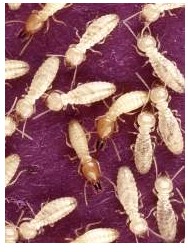 termite5.jpg