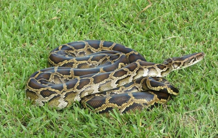 python.jpg
